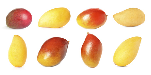 Image of Set of delicious mangoes on white background. Banner design