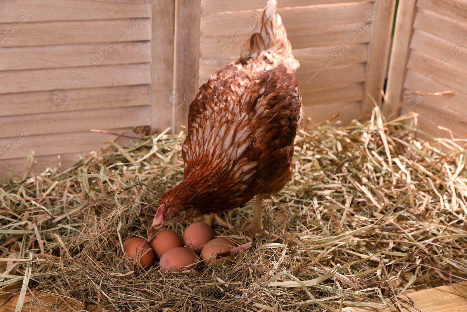 Photo of Beautiful chicken with eggs on hay in henhouse