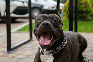 Photo of Beautiful American Staffordshire Terrier with metal collar outdoors. Dog walking
