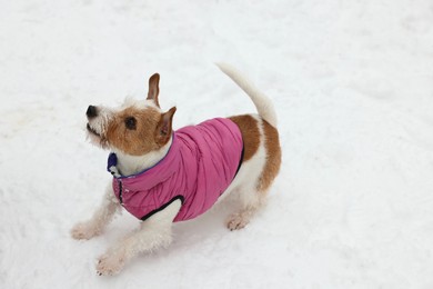 Photo of Cute Jack Russell Terrier in pet jacket on snow outdoors. Space for text