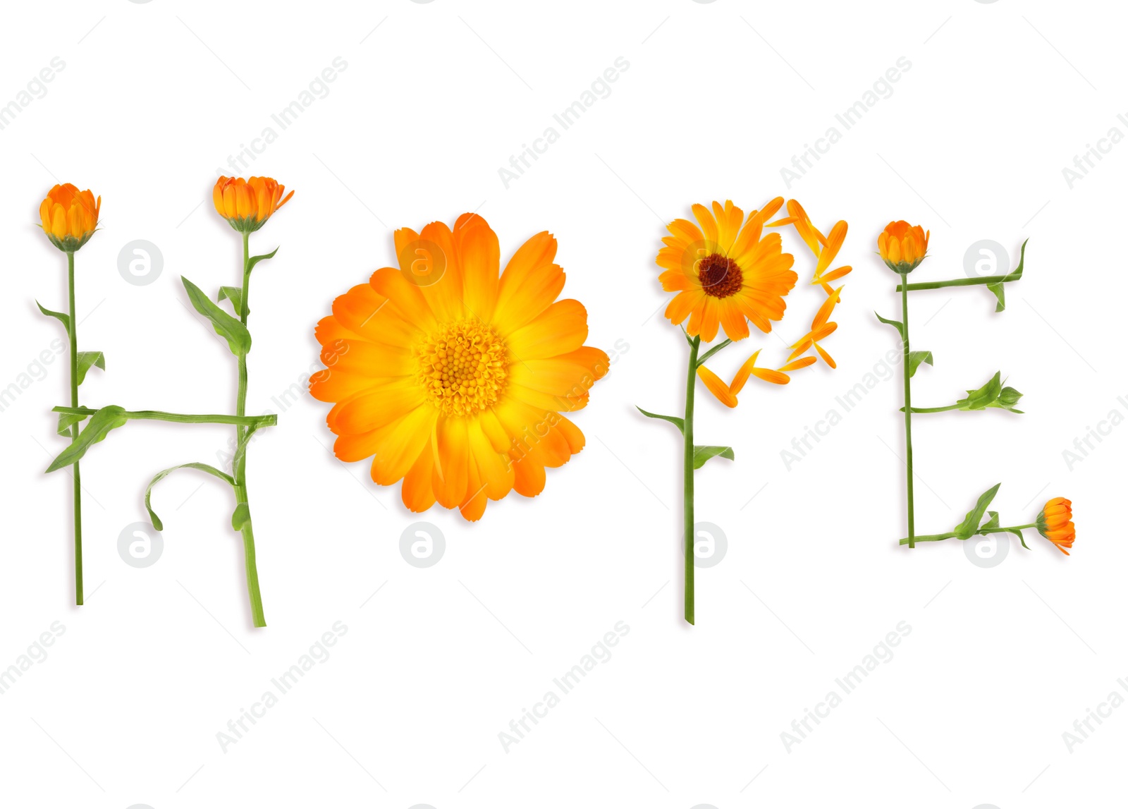 Image of Word HOPE made with beautiful calendula flowers on white background