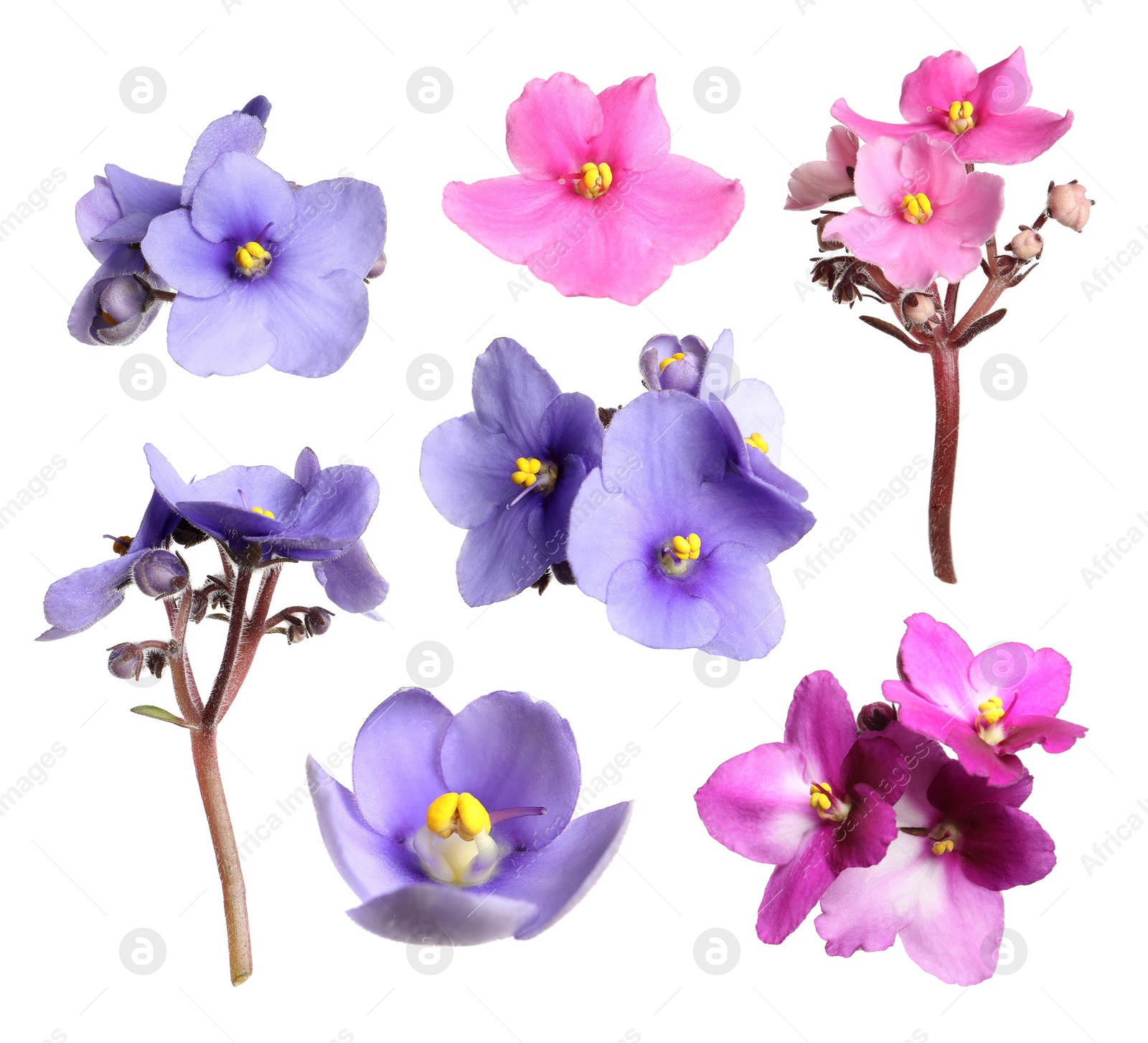 Image of Set with beautiful violet flowers on white background 