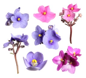 Set with beautiful violet flowers on white background 