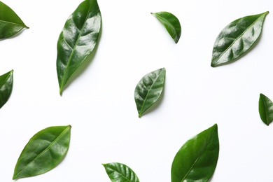 Photo of Fresh green coffee leaves on white background, top view