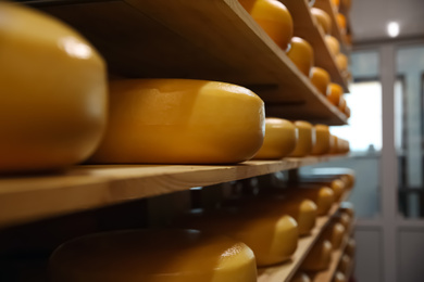 Fresh cheese heads on rack in factory warehouse, closeup