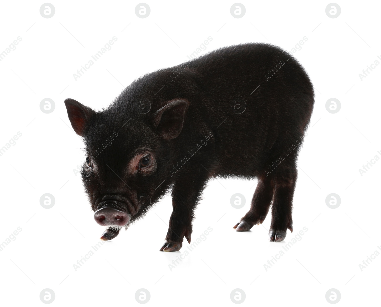 Photo of Adorable black mini pig on white background