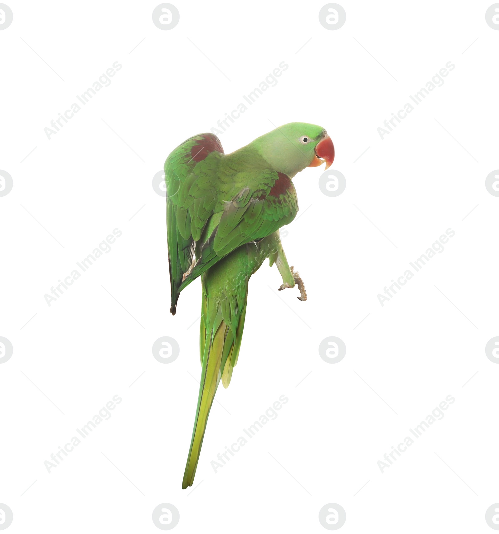 Photo of Beautiful bright Alexandrine parakeet isolated on white