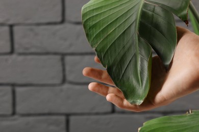Photo of Man touching potted houseplant with damaged leaves near grey brick wall, closeup. Space for text