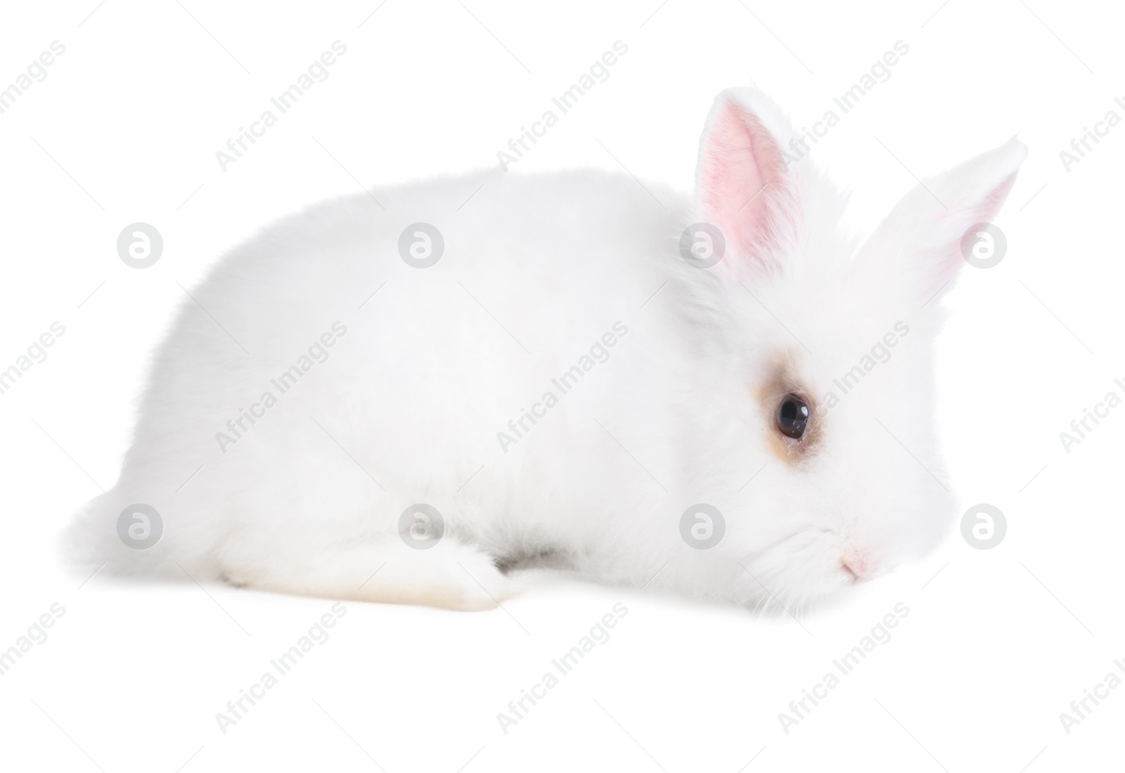 Photo of Fluffy rabbit on white background. Cute pet