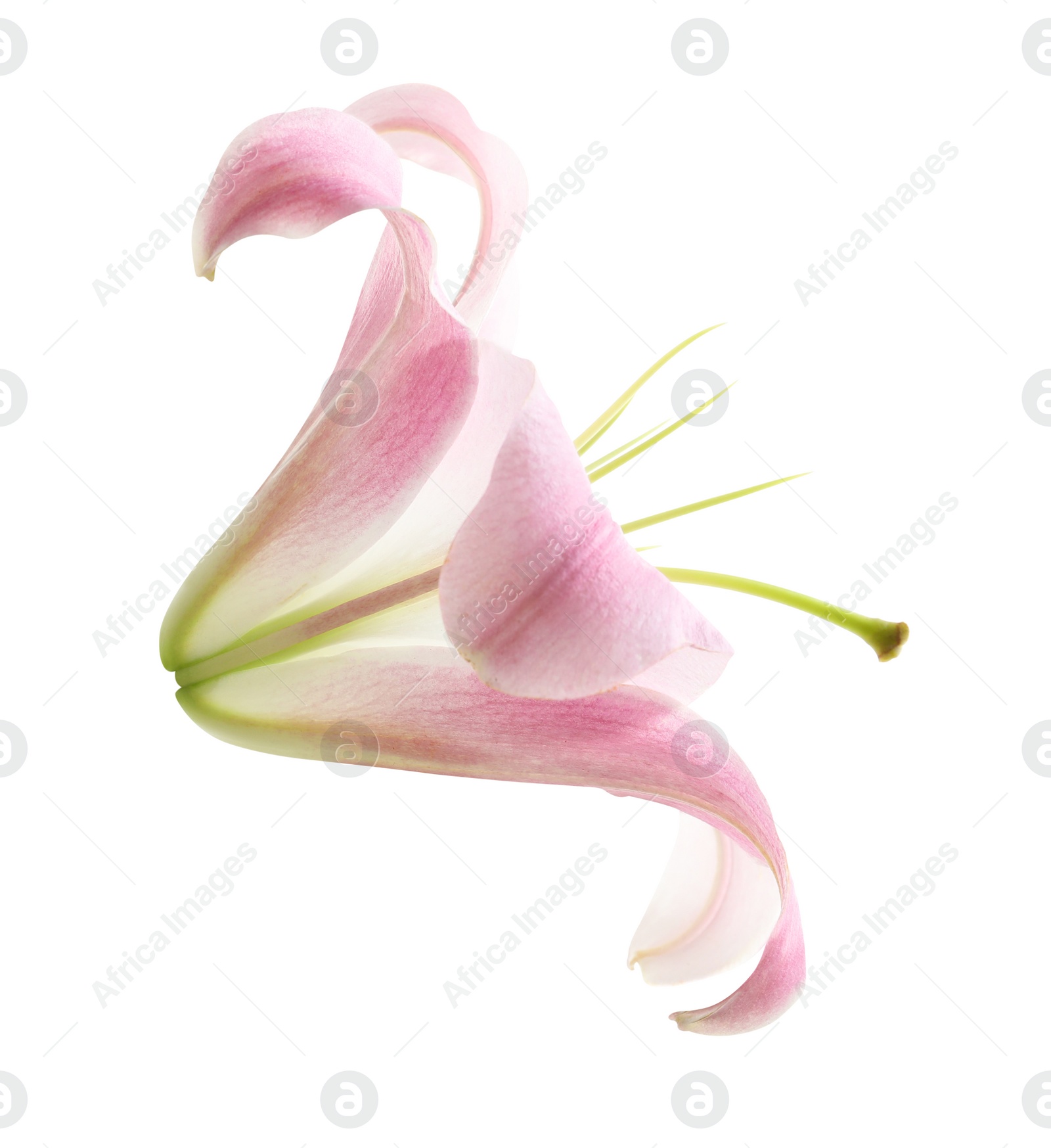 Image of Beautiful blooming pink lily flower isolated on white