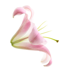 Image of Beautiful blooming pink lily flower isolated on white