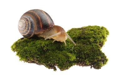 Common garden snail crawling on green moss against white background