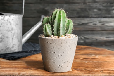 Photo of Beautiful cactus on wooden table