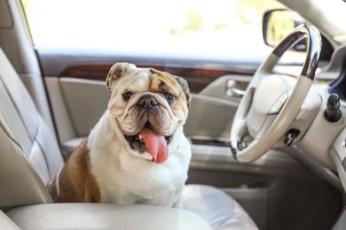 Photo of Adorable funny English bulldog inside modern car