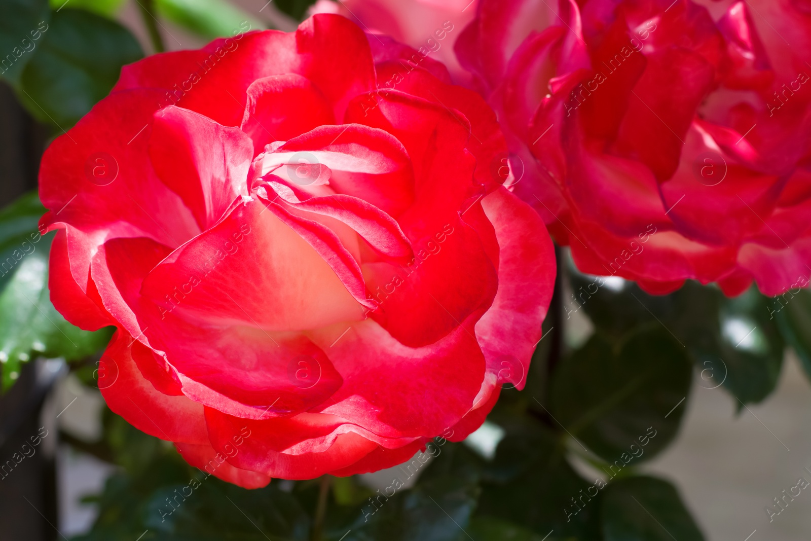 Photo of Bush with beautiful blooming roses in garden on sunny day, closeup