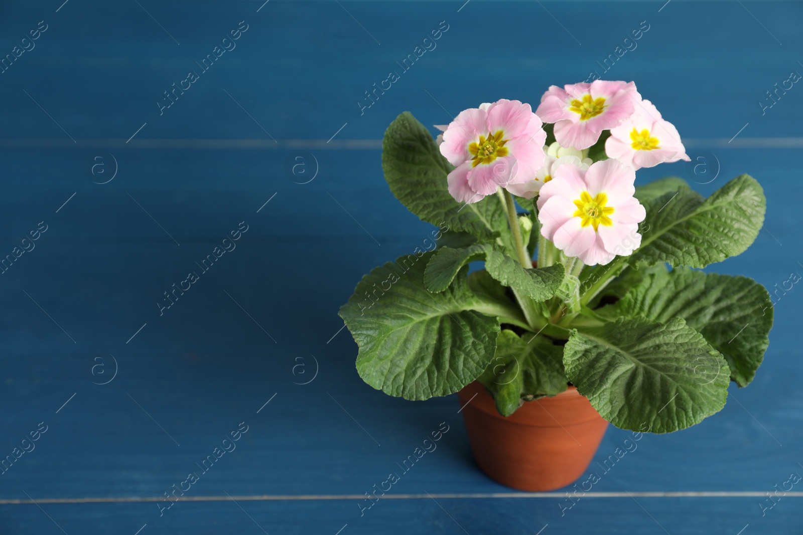 Photo of Beautiful violet in flowerpot on blue wooden table. Space for text