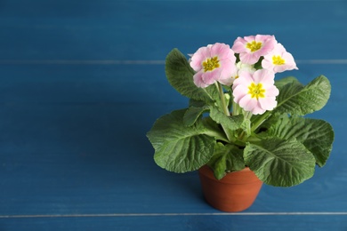 Photo of Beautiful violet in flowerpot on blue wooden table. Space for text