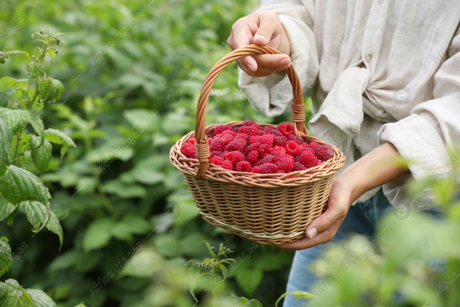 Photo of Woman holding wicker basket with ripe raspberries outdoors, closeup. Space for text