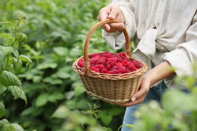 Photo of Woman holding wicker basket with ripe raspberries outdoors, closeup. Space for text