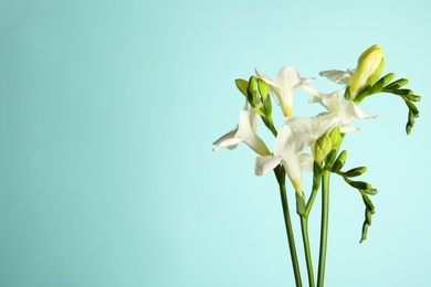 Photo of Beautiful freesia flowers on light blue background. Space for text