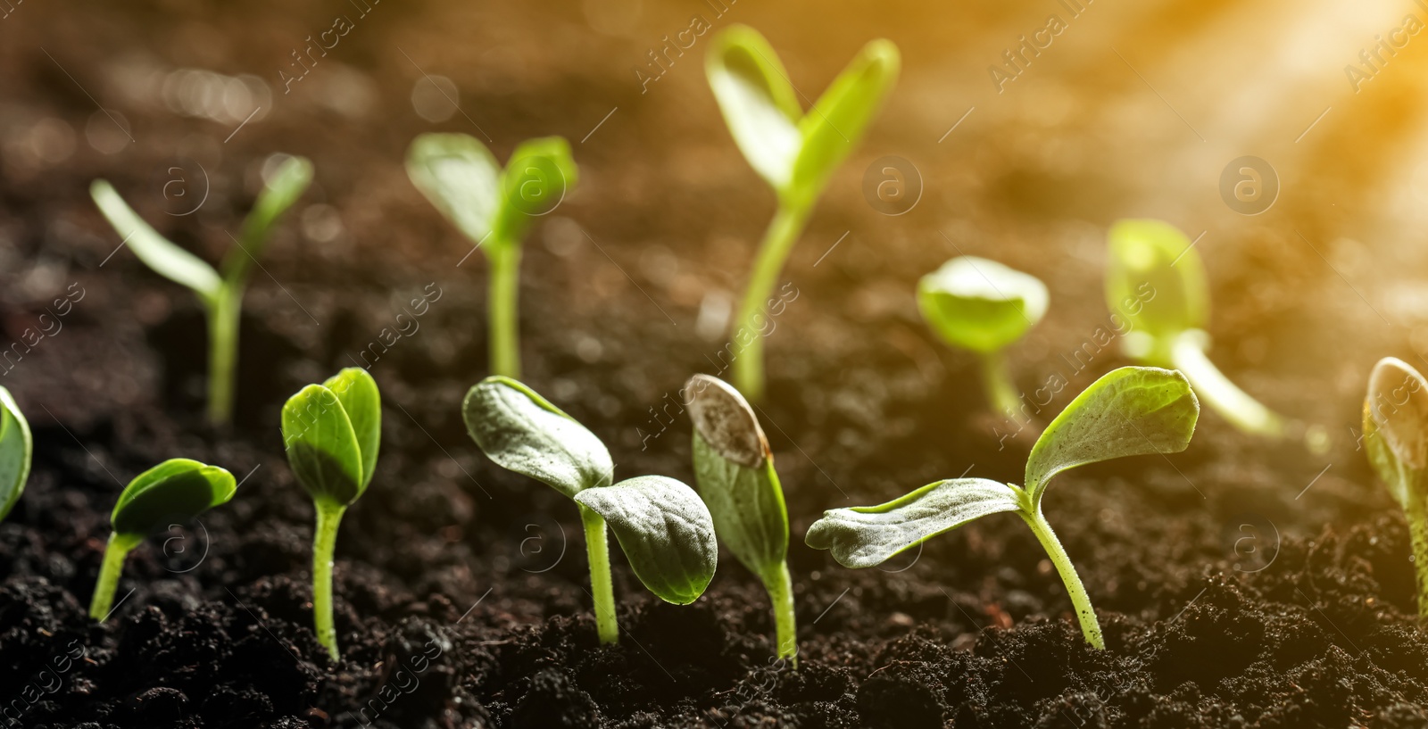 Image of Young seedlings growing in soil outdoors, closeup. Banner design