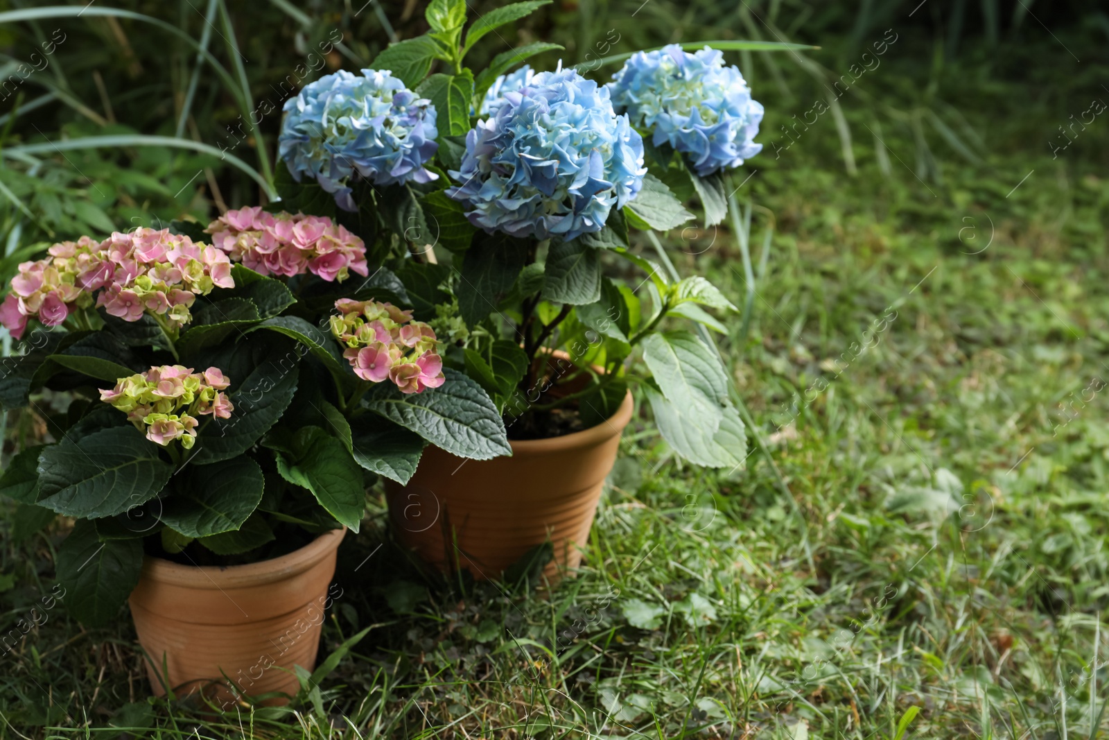 Photo of Beautiful blooming hortensia plants in pots outdoors. Space for text