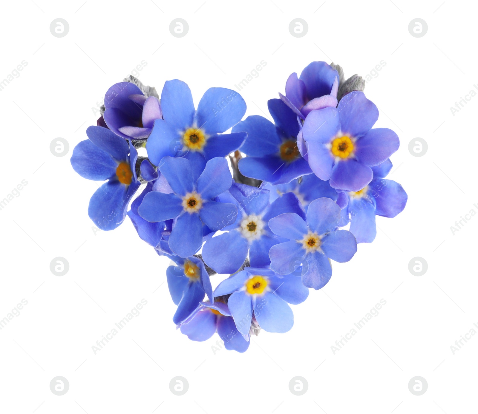 Image of Delicate blue forget me not flowers on white background