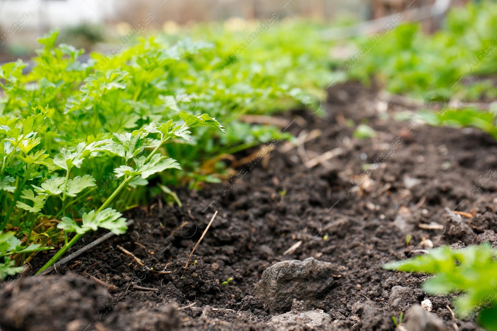 Photo of Fresh green parsley growing in soil on spring day, closeup. Space for text