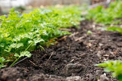 Photo of Fresh green parsley growing in soil on spring day, closeup. Space for text