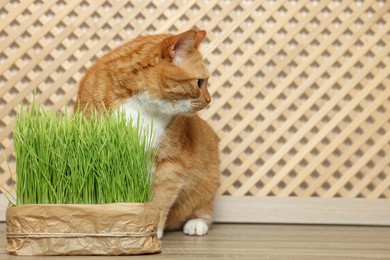 Cute ginger cat near potted green grass on wooden table, space for text. Pet vitamin
