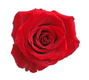 Photo of Beautiful fresh red rose isolated on white