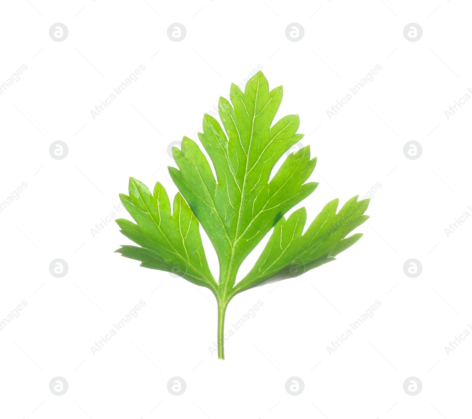 Photo of Fresh green organic parsley on white background