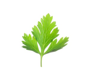 Fresh green organic parsley on white background