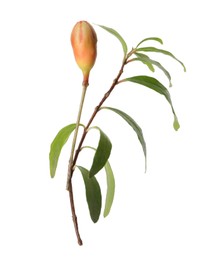 Photo of Pomegranate branch with green leaves and bud on white background