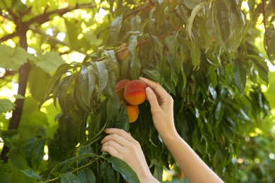 Woman picking ripe peach from tree outdoors, closeup