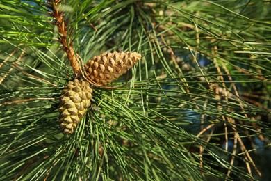 Photo of Cones growing on pine branch outdoors, closeup