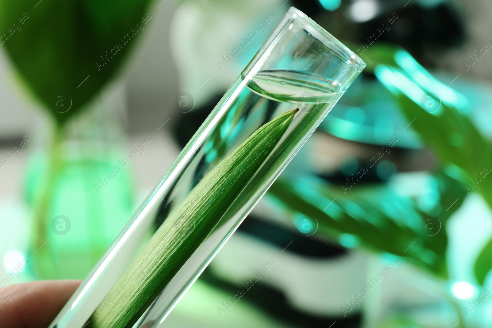 Photo of Lab assistant holding test tube with leaf on blurred background, closeup. Plant chemistry