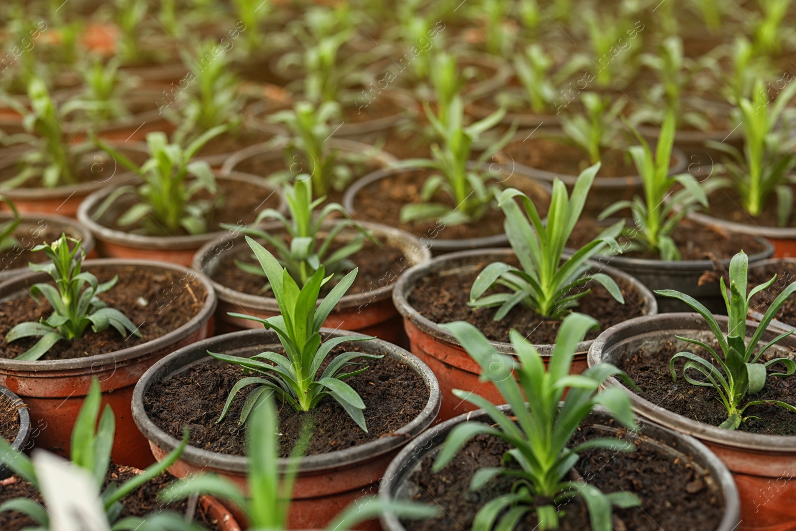 Photo of Many fresh green seedlings growing in pots with soil, closeup