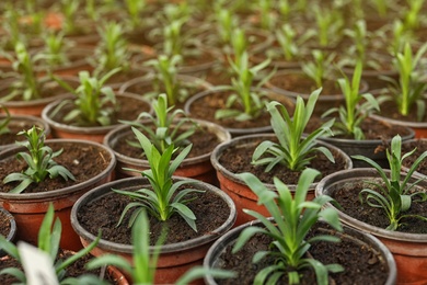 Photo of Many fresh green seedlings growing in pots with soil, closeup