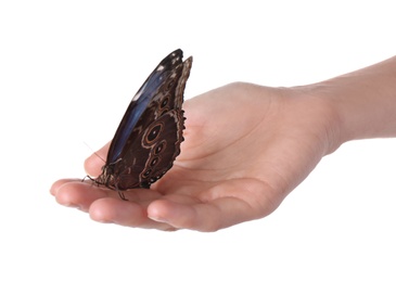 Photo of Woman holding beautiful common morpho butterfly on white background, closeup