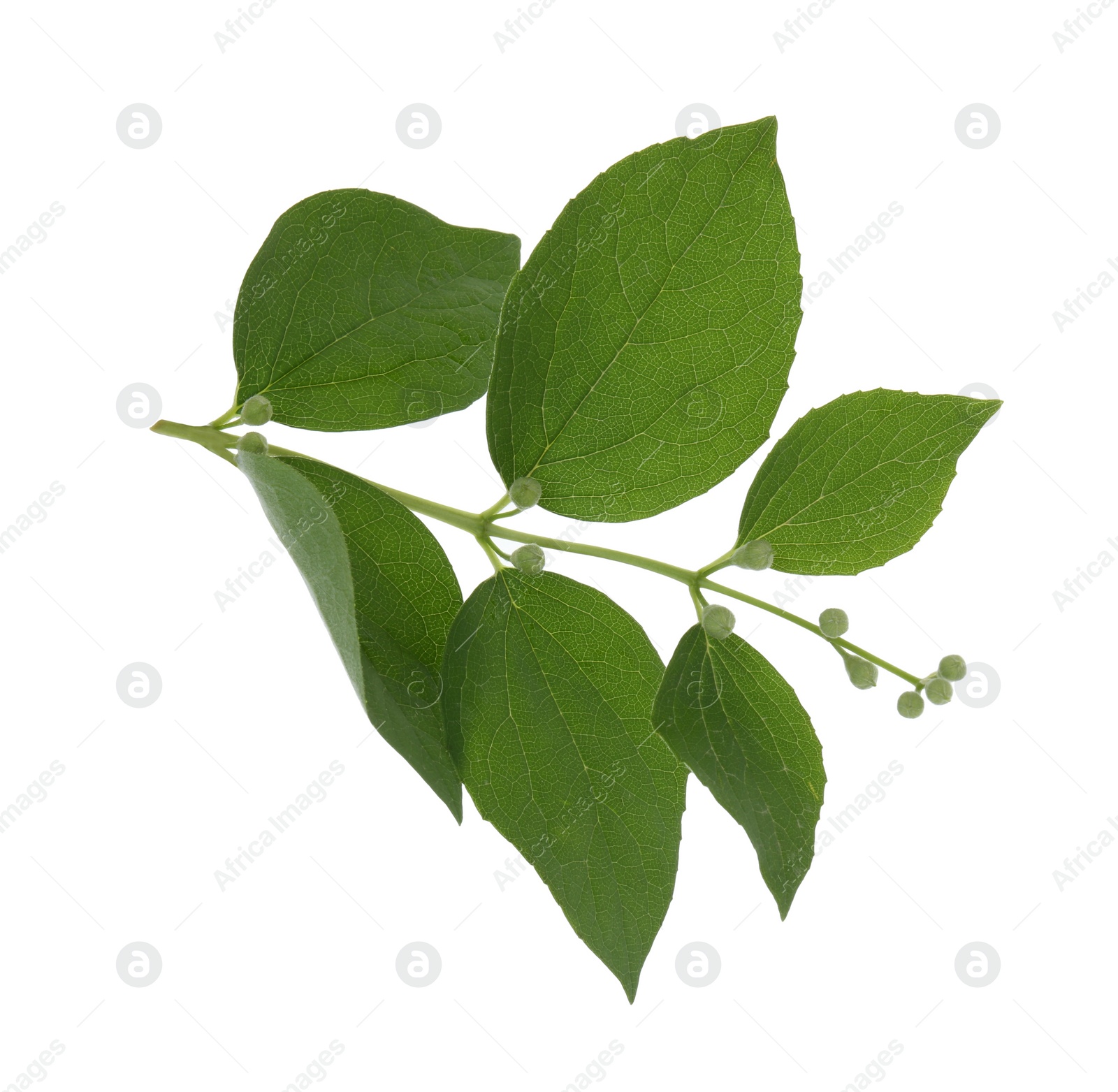 Photo of Jasmine branch with fresh green leaves and buds isolated on white