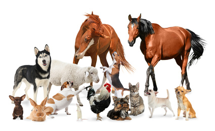 Image of Collage with horses and other pets on white background