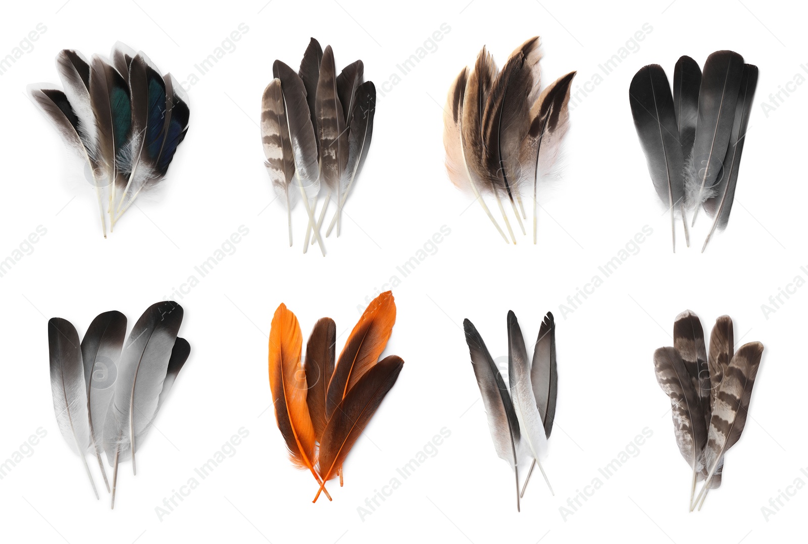 Image of Set with different beautiful feathers on white background