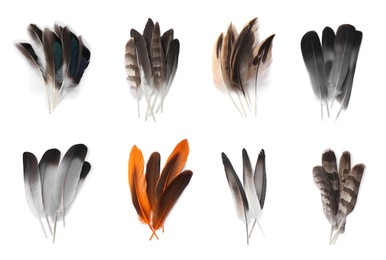 Set with different beautiful feathers on white background