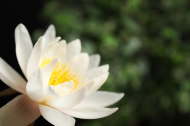 Photo of Beautiful white lotus flower on blurred green background, closeup. Space for text