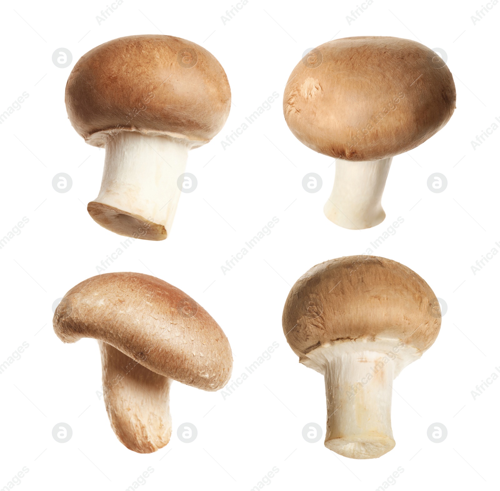 Image of Set of fresh edible mushrooms on white background