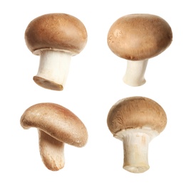 Image of Set of fresh edible mushrooms on white background