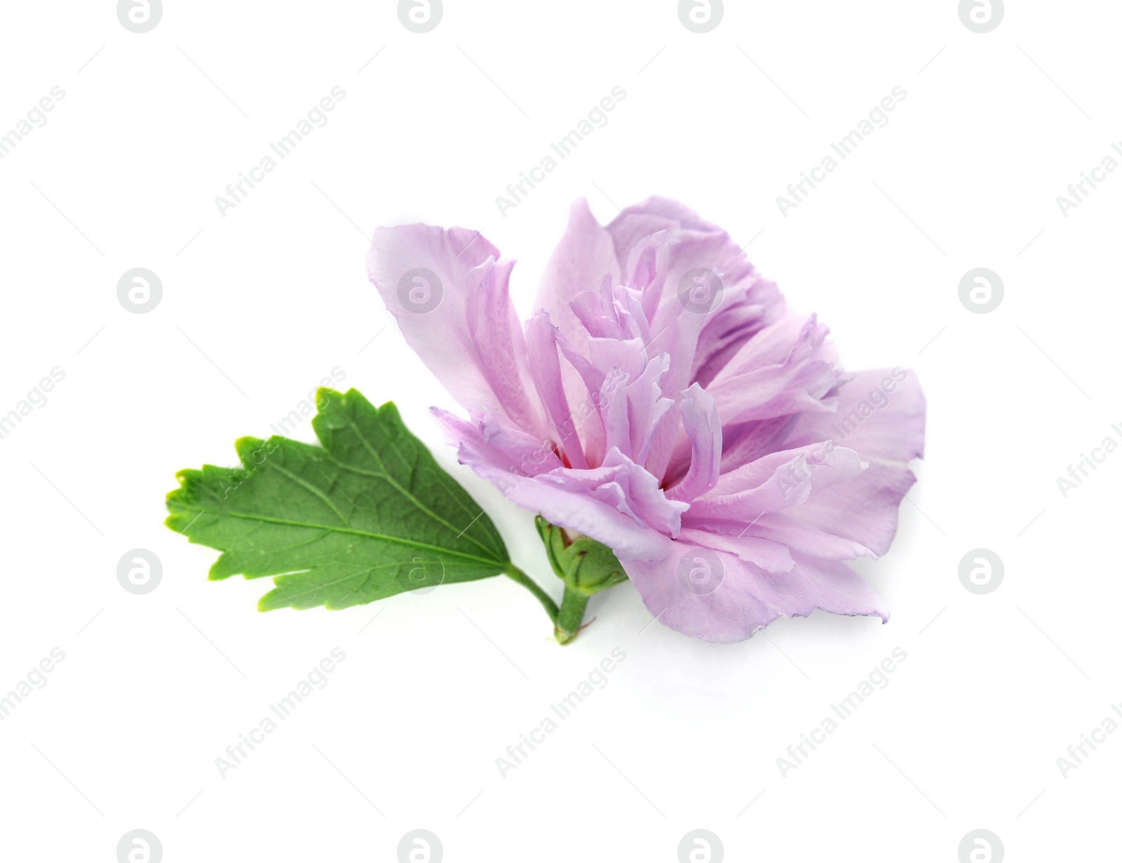 Photo of Beautiful hibiscus flower on white background