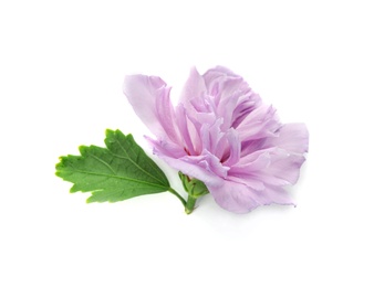 Photo of Beautiful hibiscus flower on white background