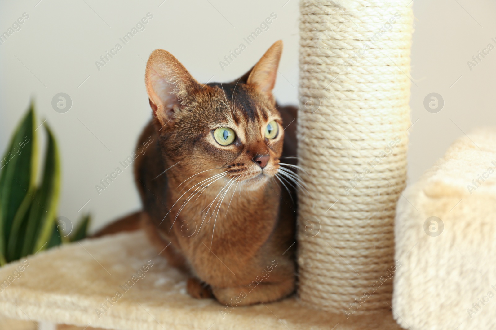 Photo of Beautiful Abyssinian cat on pet tree at home. Lovely pet